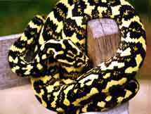 Female at around 14 months